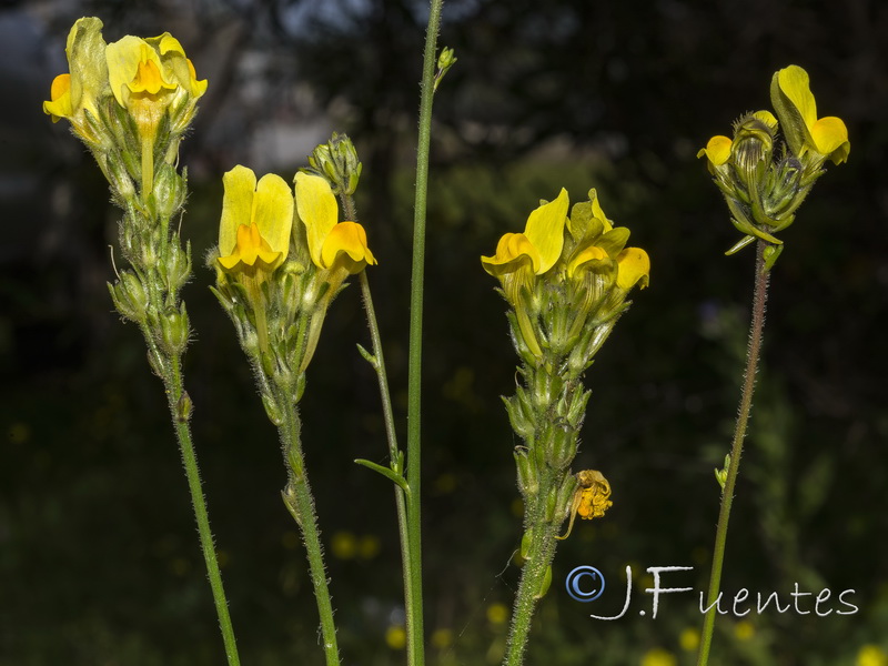 Linaria viscosa.17