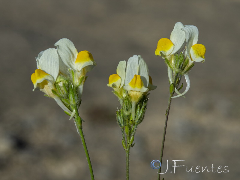 Linaria viscosa.25