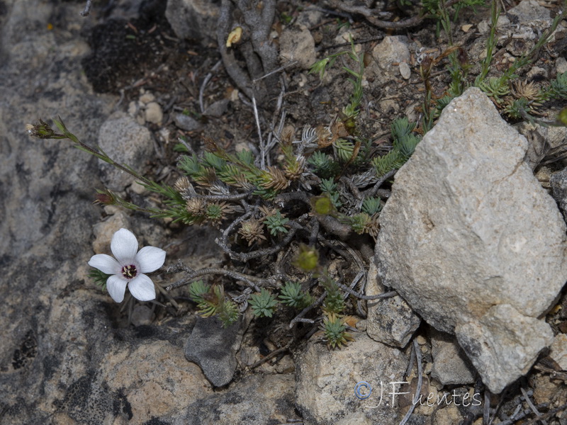 Linum appressum appressum.01