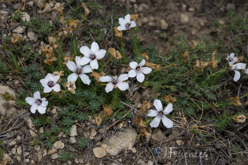 Linum appressum appressum.02