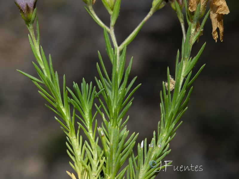 Linum appressum appressum.03