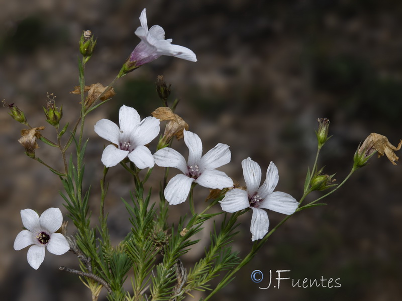Linum appressum appressum.04