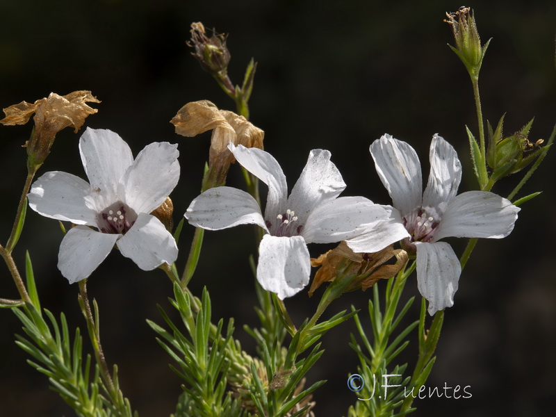 Linum appressum appressum.05