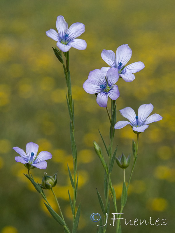 Linum biene.02