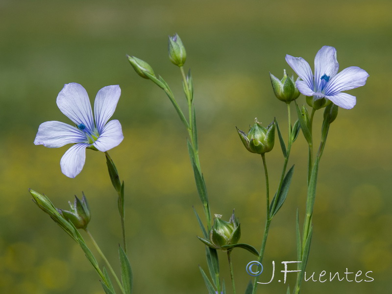 Linum biene.03