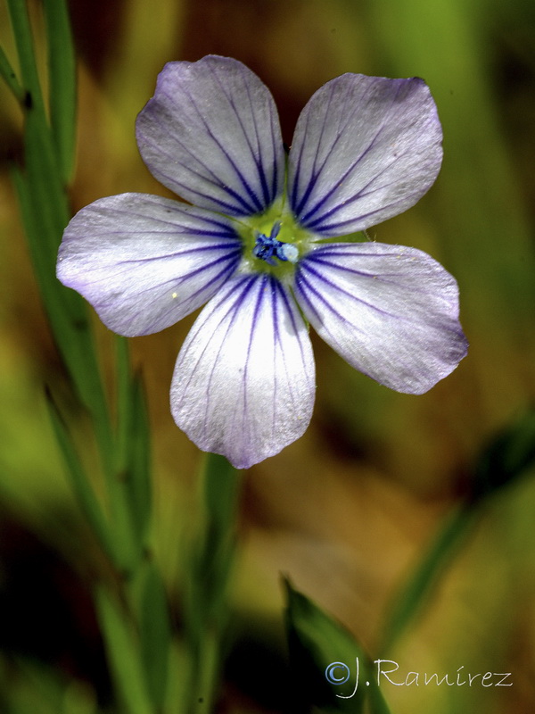 Linum biene.05