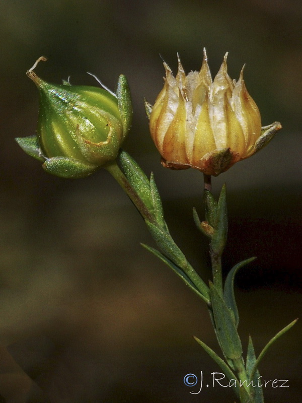 Linum biene.06