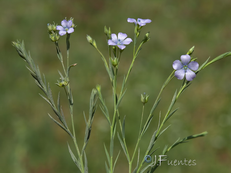 Linum biene.17