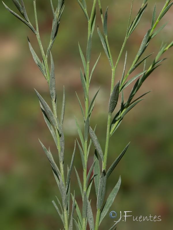 Linum biene.18