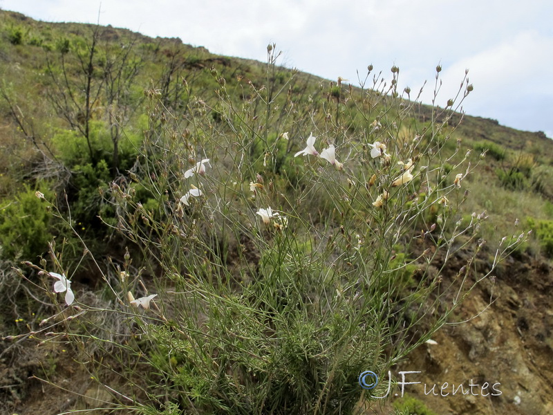 Linum carratracense.01