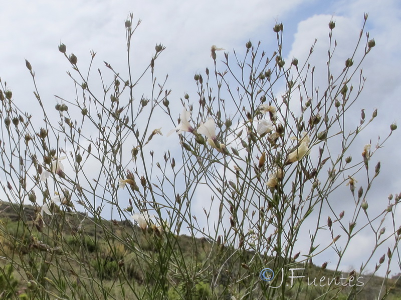 Linum carratracense.02