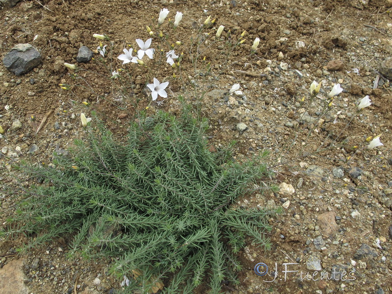 Linum carratracense.03