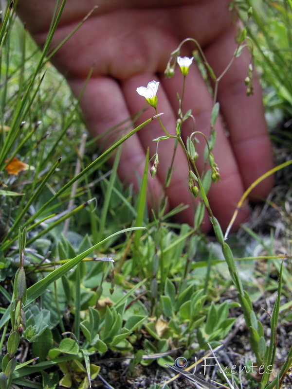 Linum catharticum.03