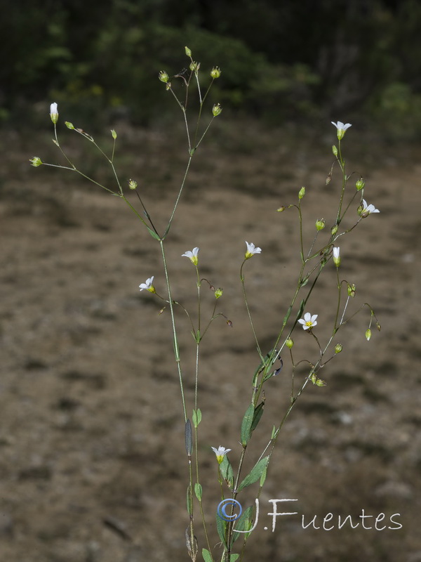 Linum catharticum.05