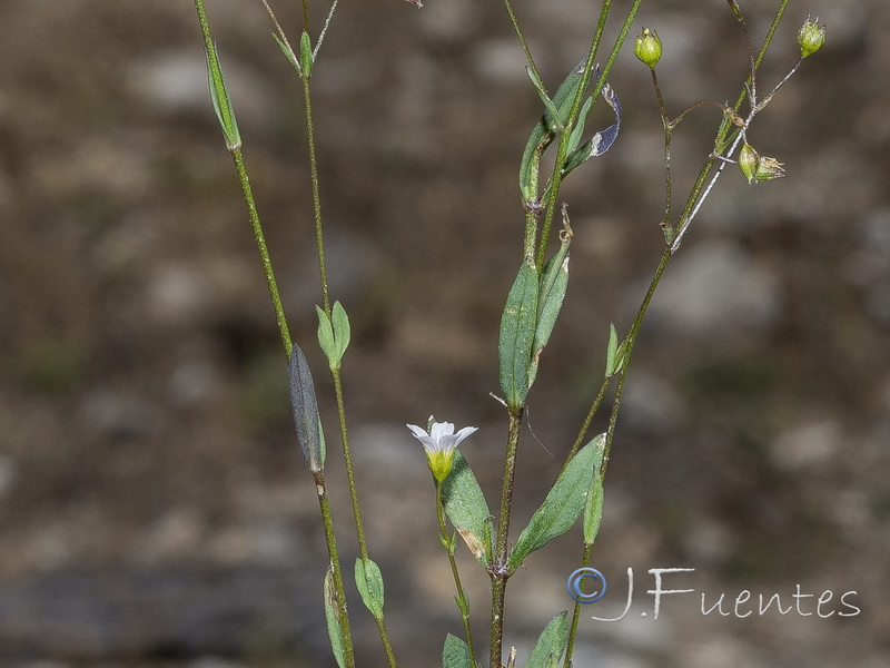 Linum catharticum.06