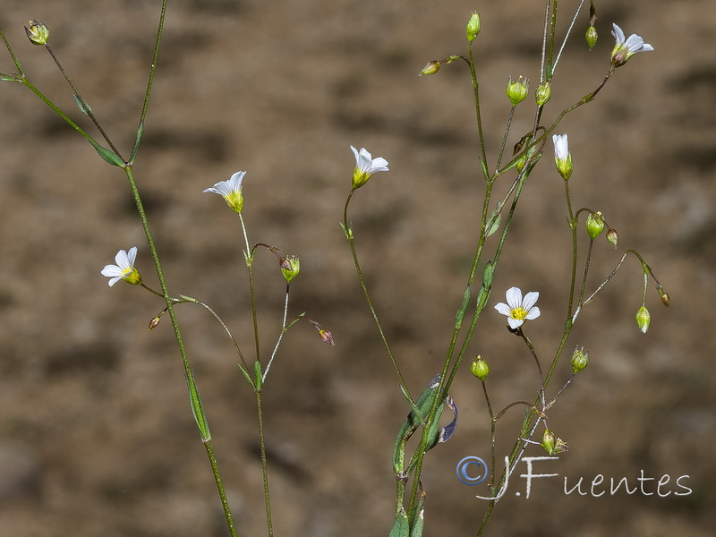 Linum catharticum.07