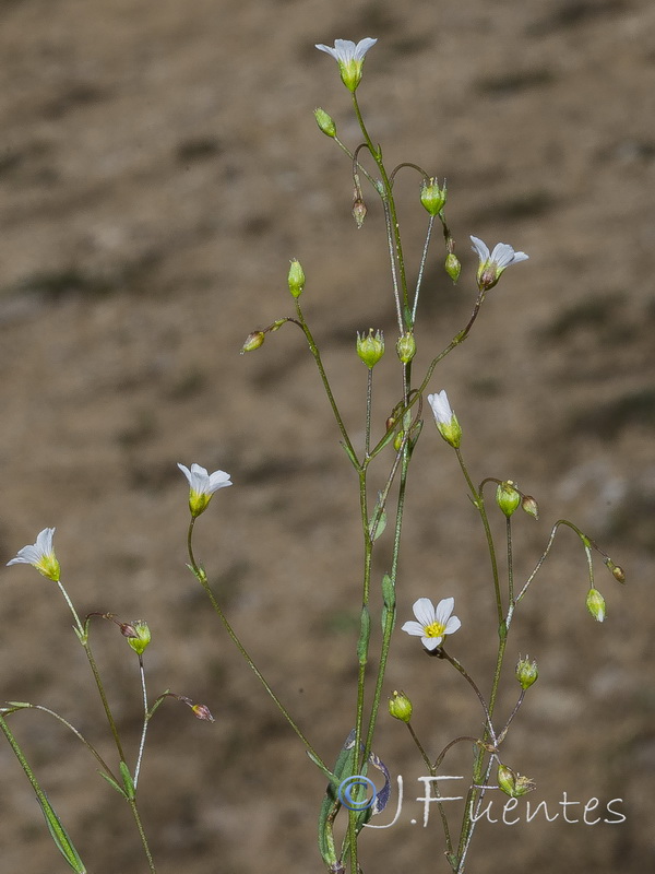 Linum catharticum.08