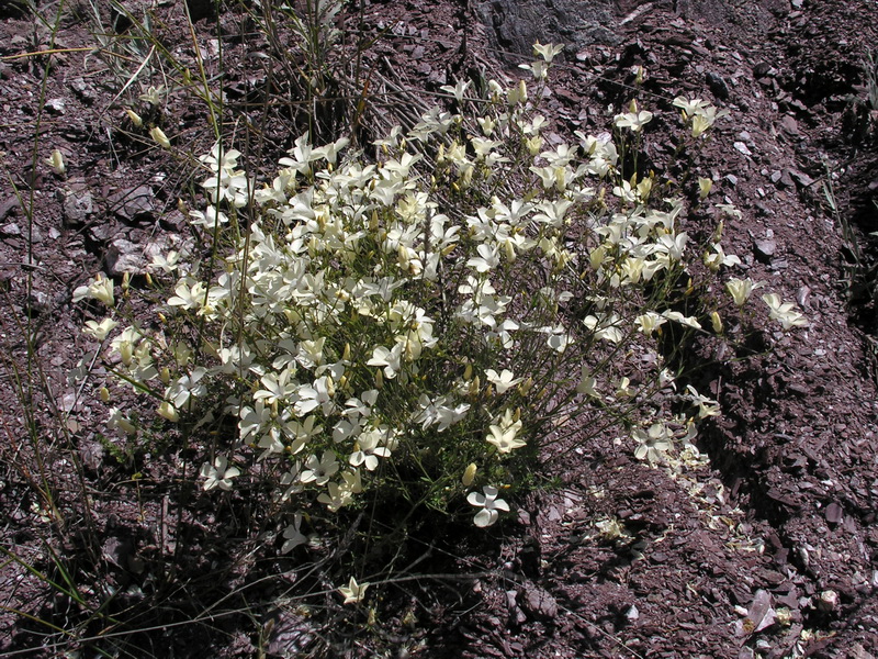 Linum jimenezii jimenezii.01