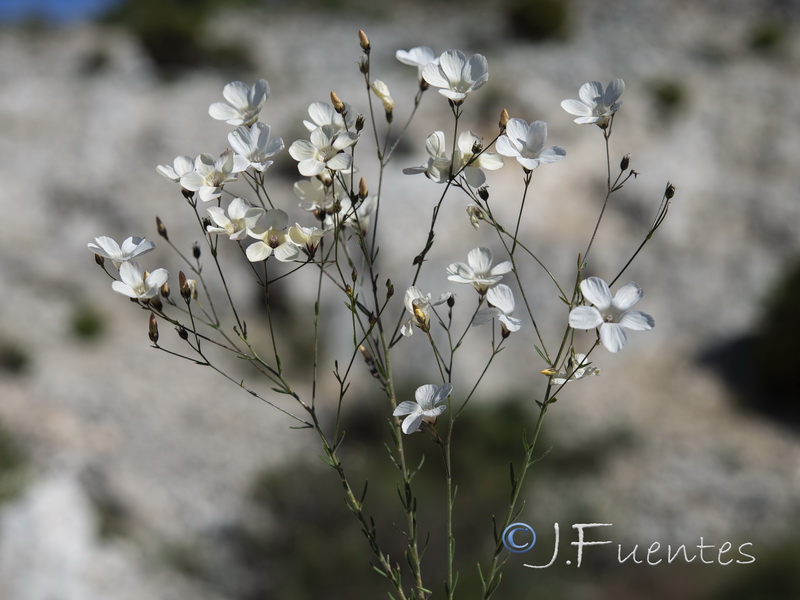 Linum jimenezii willkommii.01