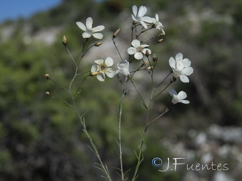 Linum jimenezii willkommii.02