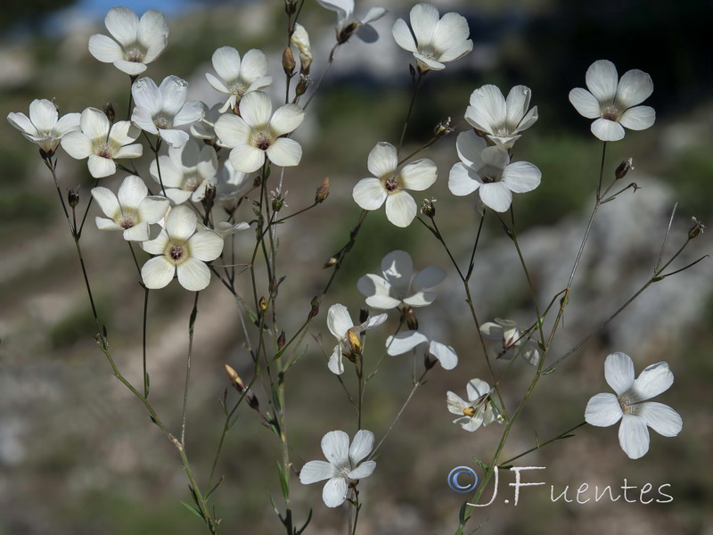 Linum jimenezii willkommii.04