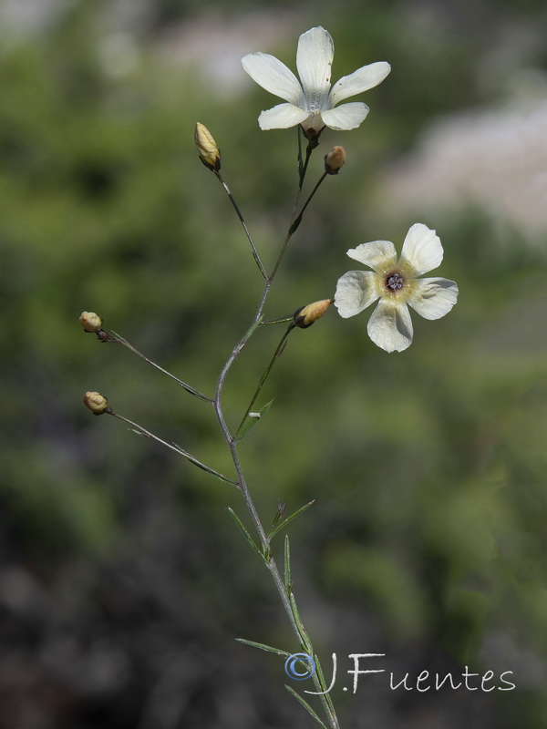 Linum jimenezii willkommii.05