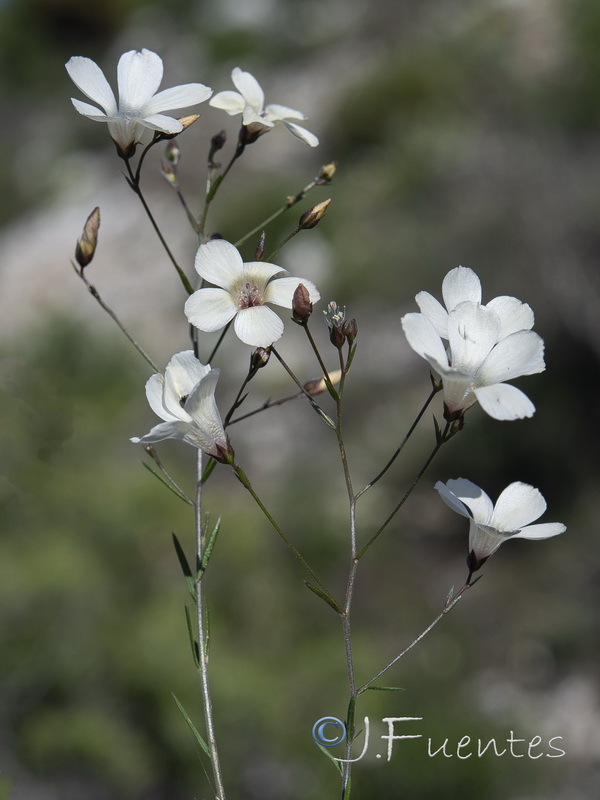 Linum jimenezii willkommii.06