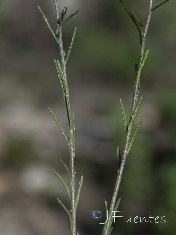 Linum jimenezii willkommii.07