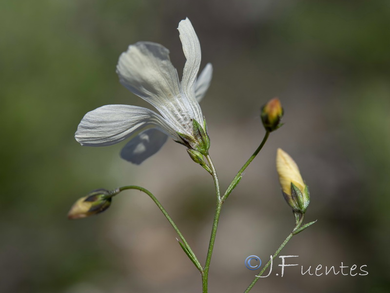 Linum jimenezii willkommii.08