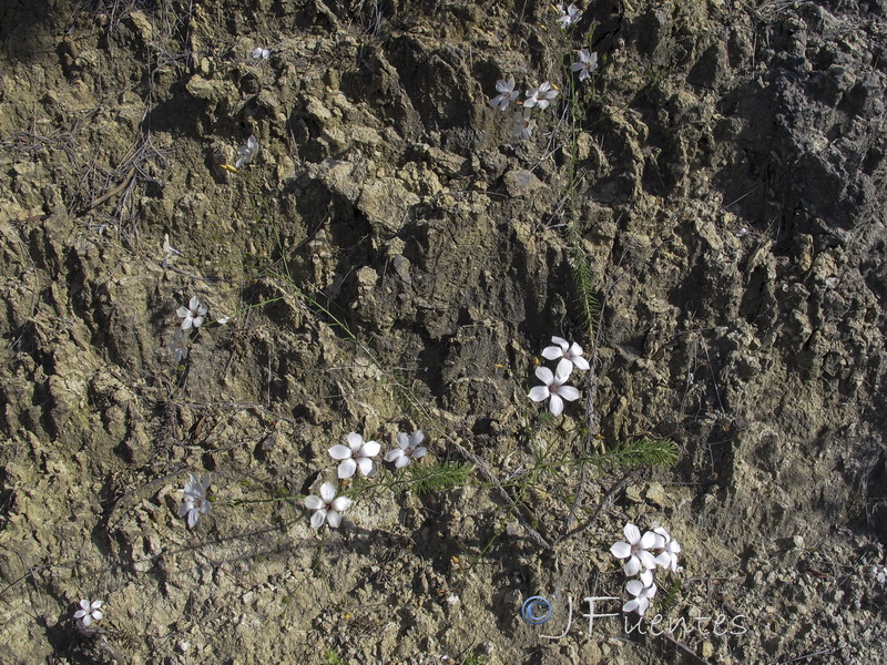 Linum marianorum arundanum.01