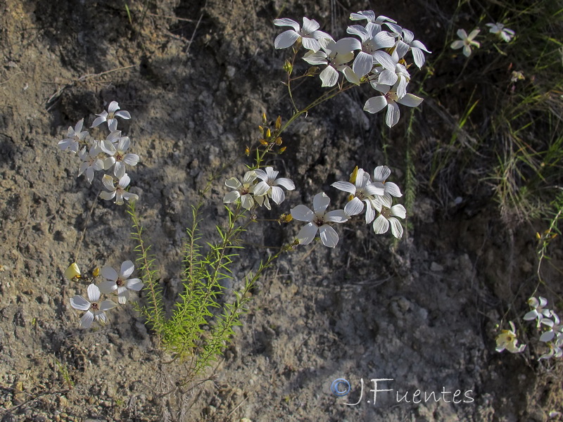 Linum marianorum arundanum.02