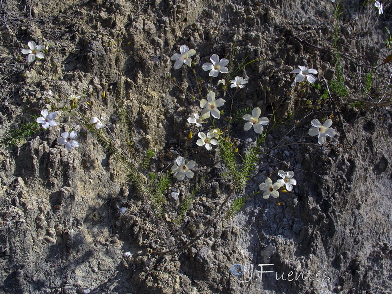 Linum marianorum arundanum.03