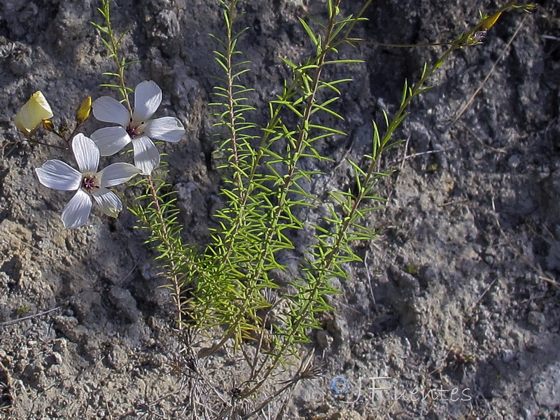 Linum marianorum arundanum.05