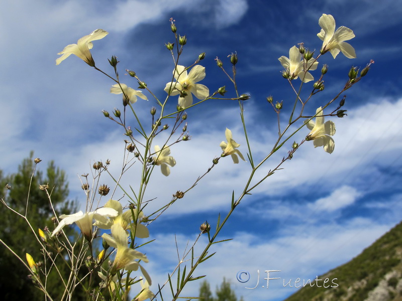 Linum marianorum arundanum.06