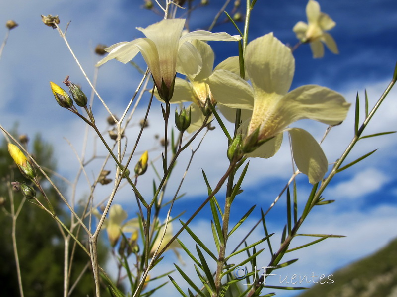 Linum marianorum arundanum.07