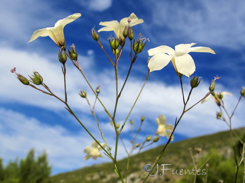 Linum marianorum arundanum.08