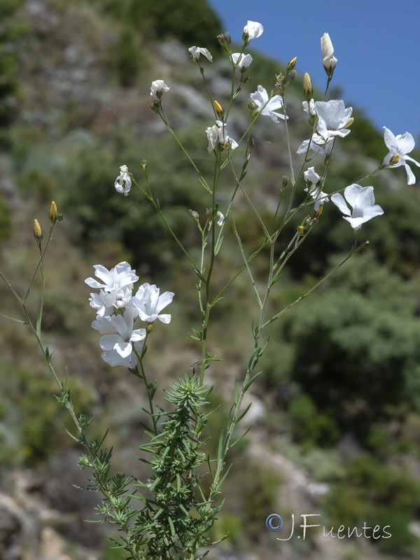 Linum marianorum arundanum.05
