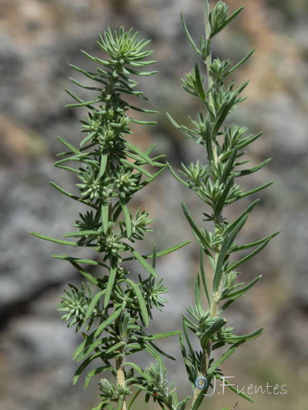 Linum marianorum arundanum.10