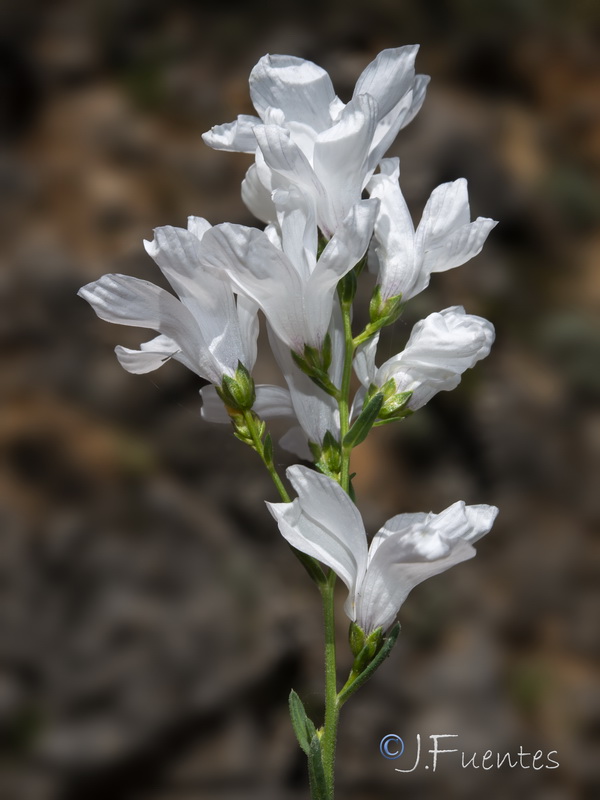 Linum marianorum arundanum.11