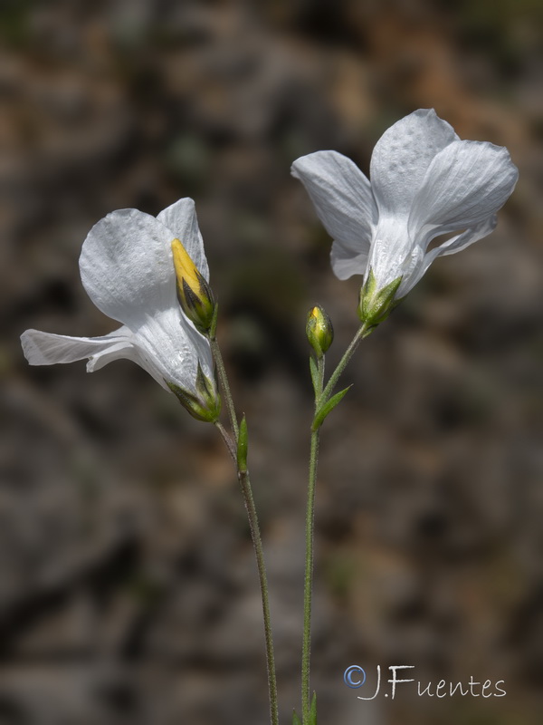 Linum marianorum arundanum.12