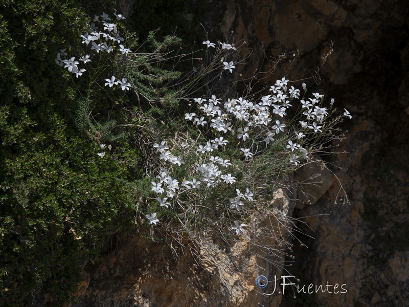 Linum marianorum arundanum.13