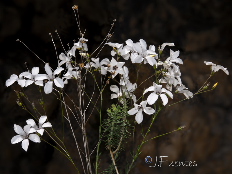 Linum marianorum arundanum.14