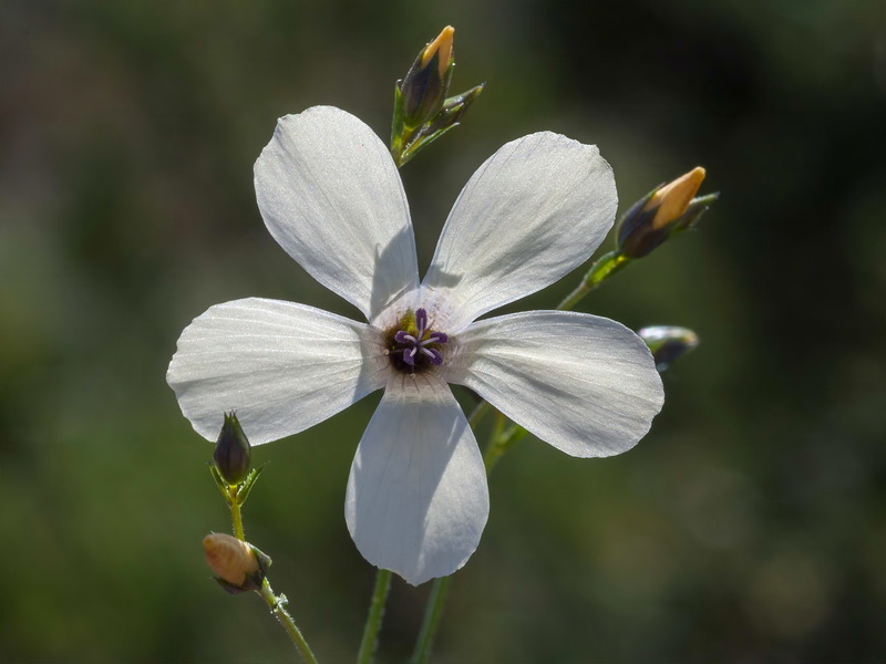 Linum marianorum marianorum.08