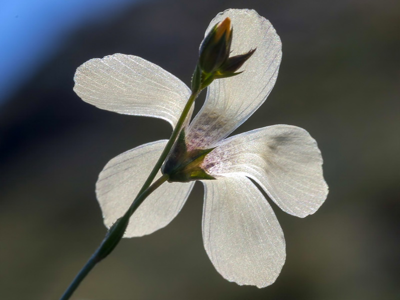 Linum marianorum marianorum.09