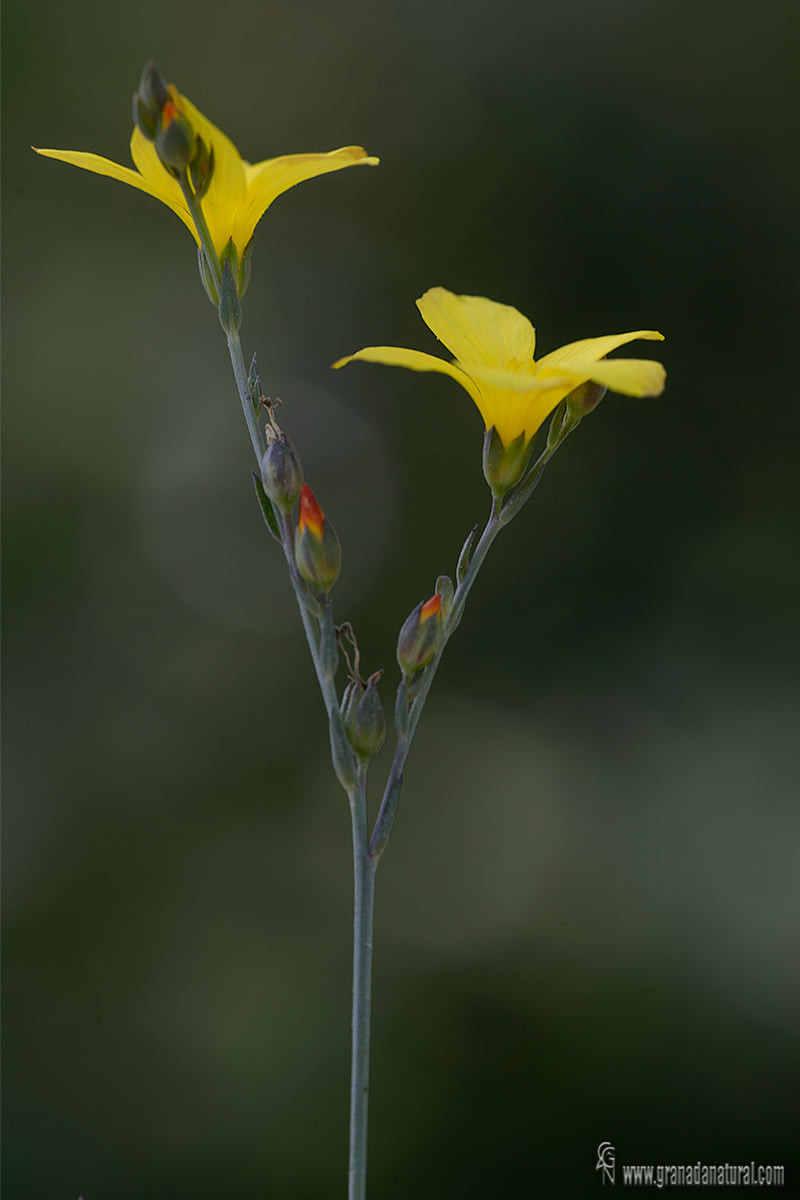 Linum maritimum