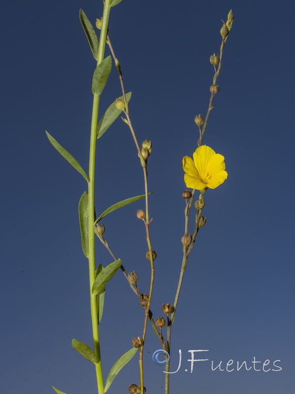 Linum maritimum.01