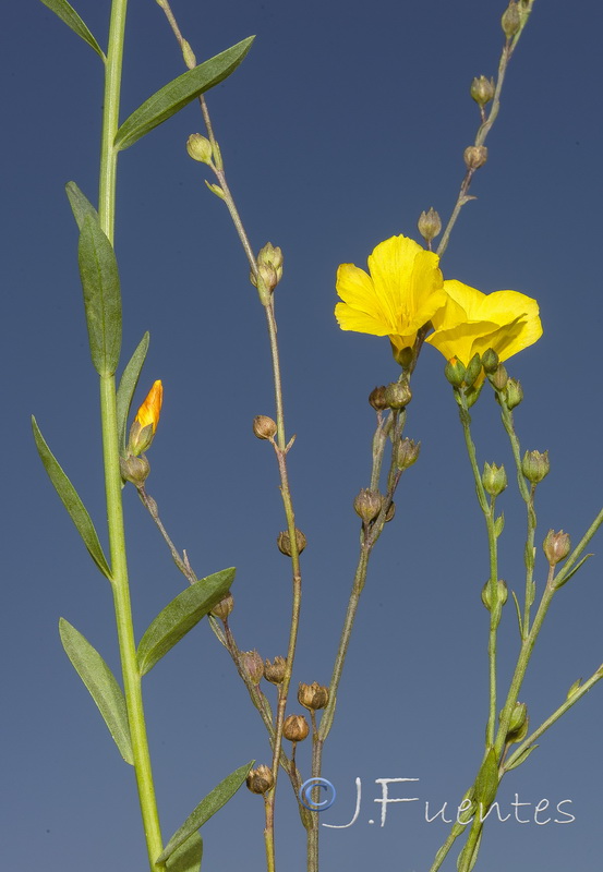 Linum maritimum.02