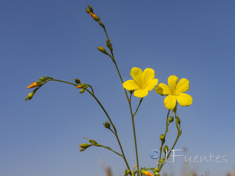 Linum maritimum.03