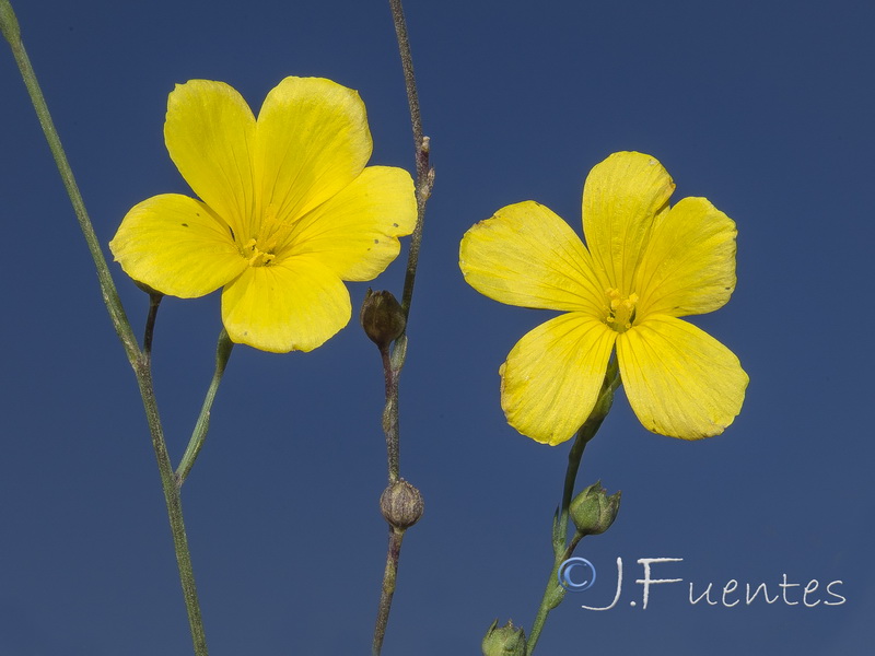 Linum maritimum.04