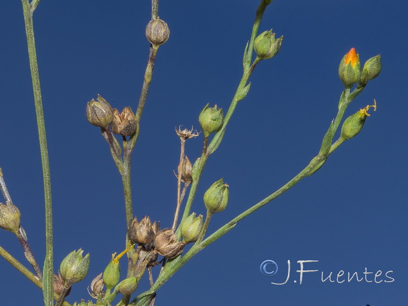 Linum maritimum.05